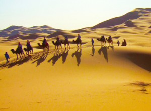 desert-camels